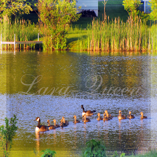 sunset canada bird nature animal canon river quebec rivière printemps oiseau crepuscule canadagoose 2010 estrie 500x500 famillenombreuse bernacheducanada fantasticnature quynhvu canonpowershotsx10is soleicouchant laraqueen