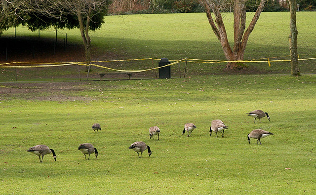Geese at the Carl English Botanical Garden... 20040206_026