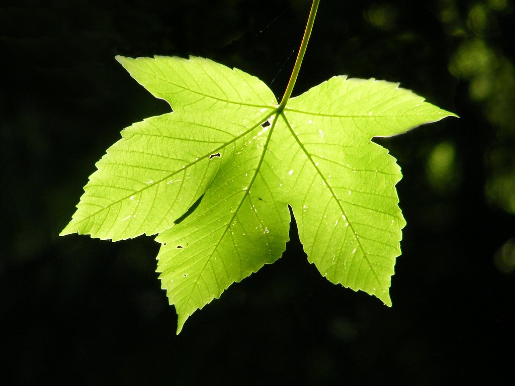 Green leaf of sycamore maple by Wdnet Studio