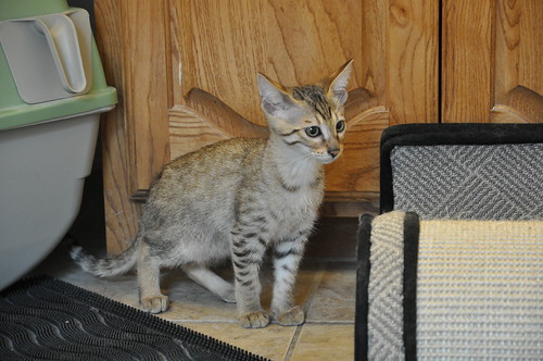 used toyota avalon for sale in kent, wa and savannah cat yelm wa full grown f1 savannah cat