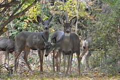Deer at Deer Flat National Wildlife Refuge