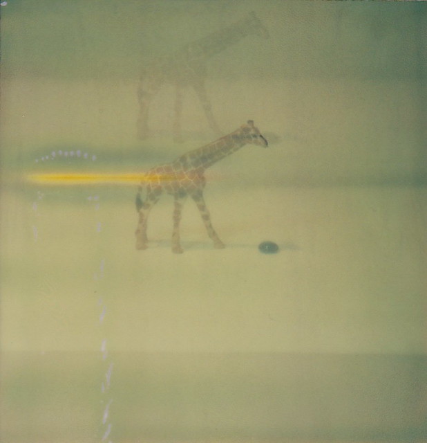 2010.11.01 - giraffe - 001 - polaroid