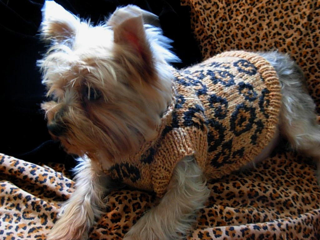 sexy 3 | Sexy Beast dog sweater | savannahkay | Flickr