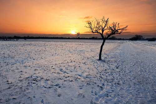 tree & snow by Dennis_F