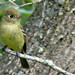 Flickr photo 'PACIFIC-SLOPE FLYCATCHER  (Empidonax difficilis)' by: Maggie.Smith.