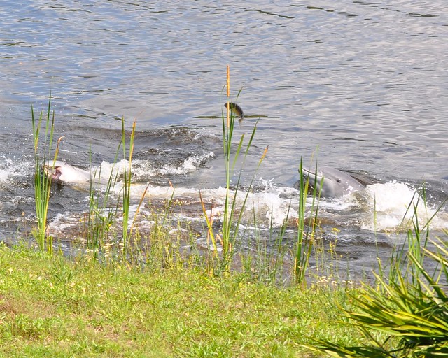 Dolphins feeding in the Halls River, Homosassa, Florida