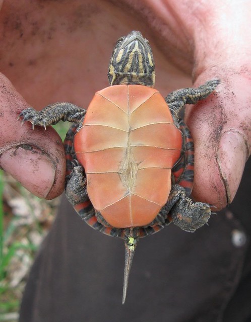 Baby painted turtle