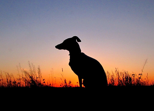 sunset dog greyhound italian gracie italiangreyhound