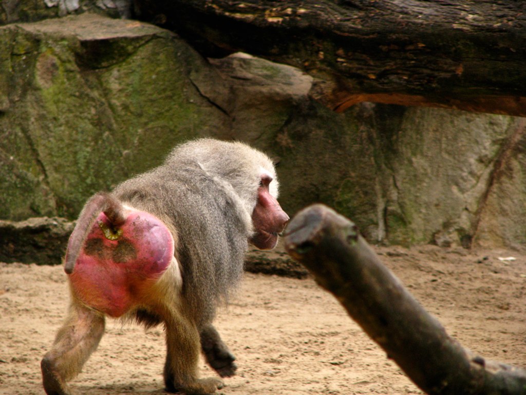 Macaco Dal Culo Rosso M Rio Flickr