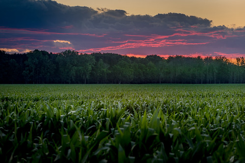 rows by Christian Collins, Rows of corn and rows of clouds underlit by the setting sun.
Happy USA Independence Day! canoneos5d