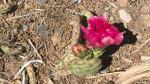 cactus flower colorado usa