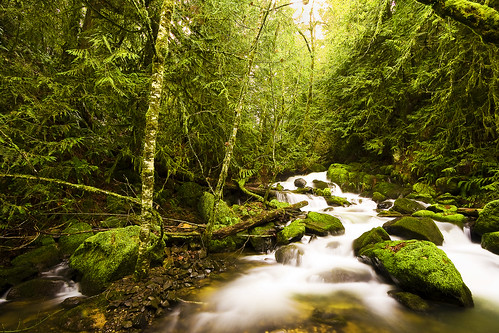 longexposure trees winter cold tree green water rock oregon creek forest canon river eos moss stream falls pacificnorthwest 40d kylekruchokphotography
