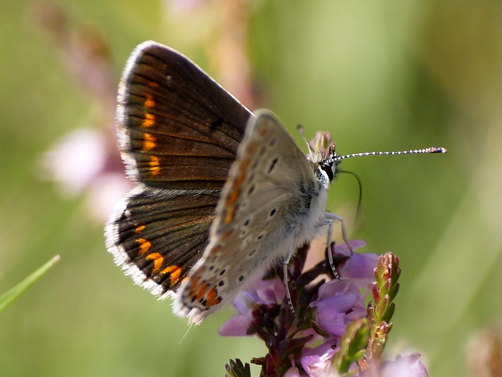 Aricia montensis  Class: Insecta. Order: Lepidoptera. Super…  Flickr