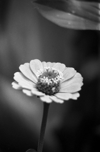 bw flower sw ilford fp4 supersnowmanphotographs blosso