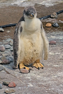 Baby Gentoo Penguin Edinburgh Zoo Edinburgh Midlothian S Leo baby-gentoo-penguin-edinburgh-zoo-edinburgh-midlothian-s-leo