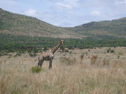 South African City