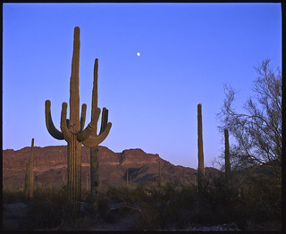 Organ Pipe Cactus National Monument 2