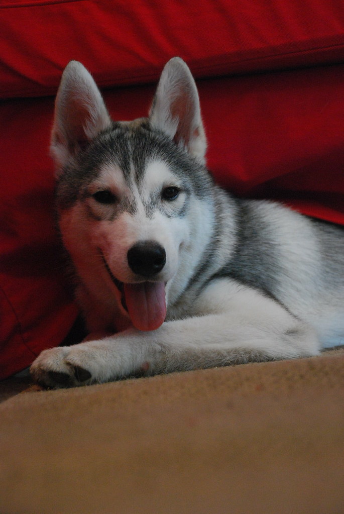 Hugli Dog 嗷嗷,my husky dog | Flickr