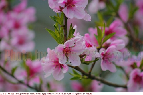 Peach Tree Blossoms 2010-04-08 035 Spring in Indianapolis Indiana | by Jezevec40 (formerly Badger 23)