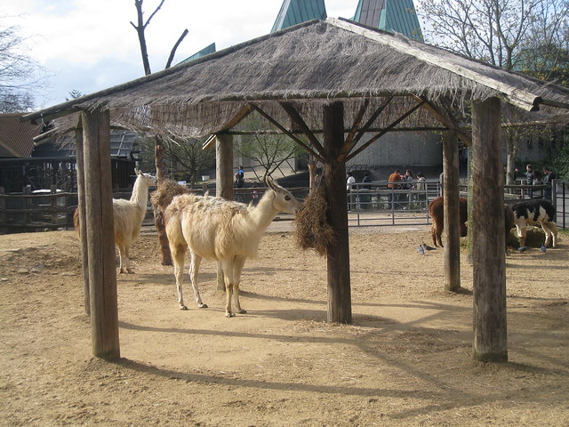Llamas and Alpacas, London Zoo