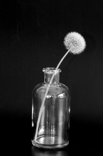 simplicity by Jen R {Sparrow's Heart Photography}