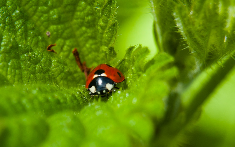 Ladybird on nettle leaf