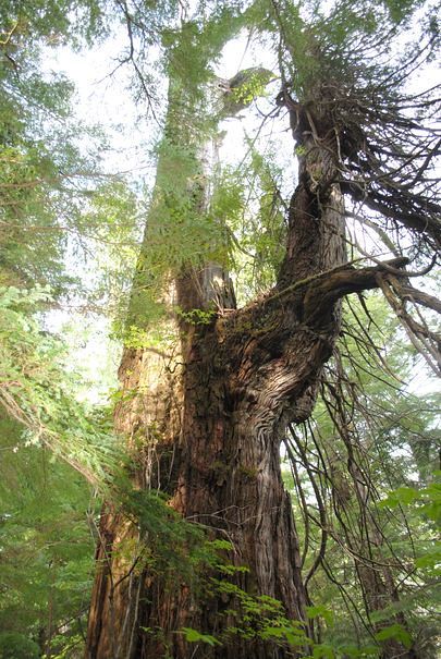 Doobah Lake, Big Trees - Vancouver Island, British Columbia, Canada.