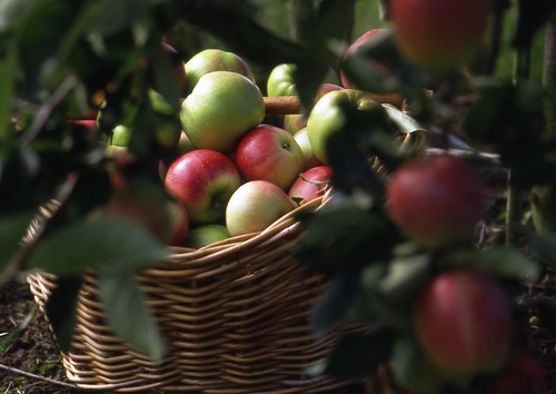 Basket of Apples | by Skånska Matupplevelser