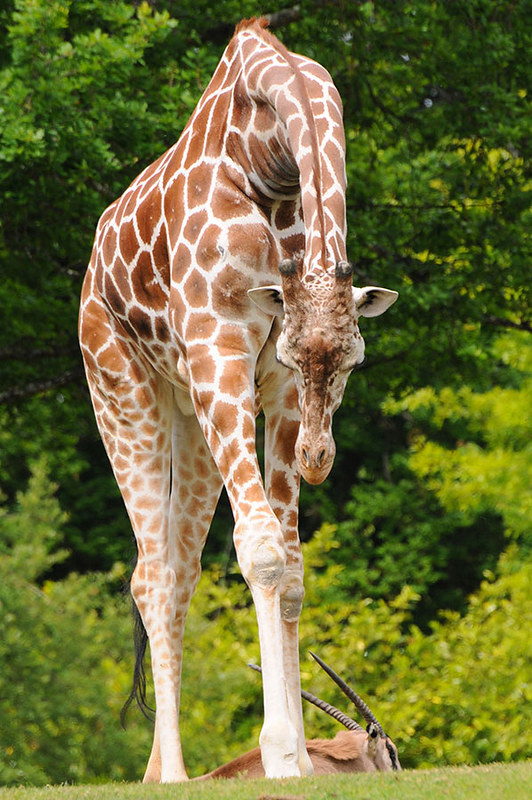 Giraffe | The giraffe has one of the shortest sleep requirem… | Flickr