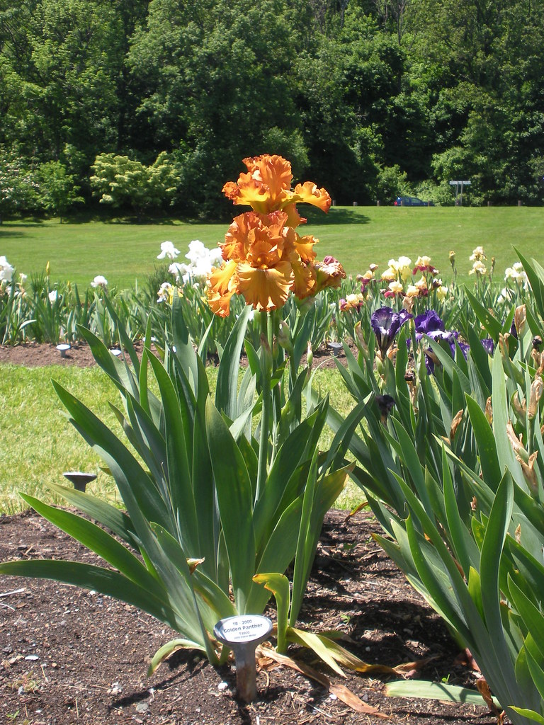 Presby Memorial Iris Gardens Upper Montclair Nj 11 Flickr