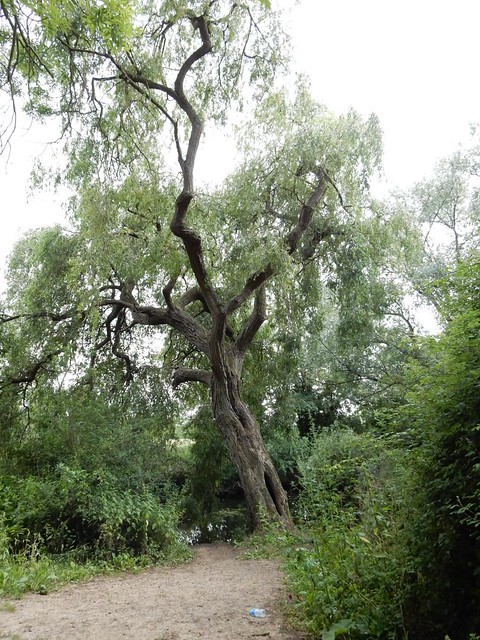 Big tree Huntingdon Circular (long)