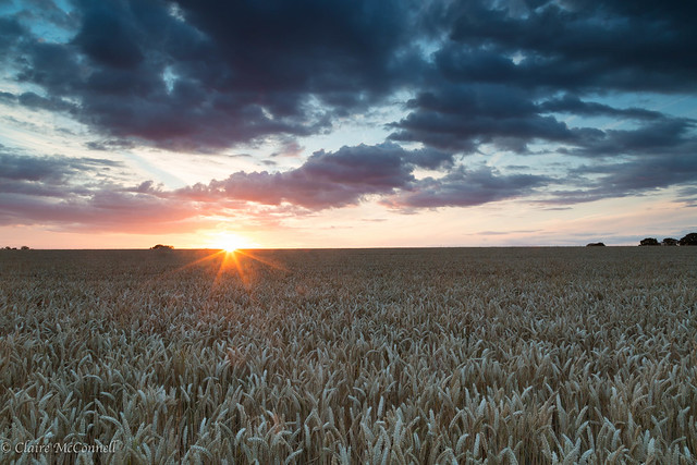 Wheat field at sunset (Explored 26 July 2015)