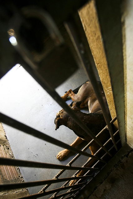 cães presos no canil municipal de Franca-SP