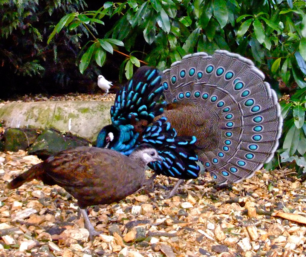 Palawan Peacock Pheasant | Polyplectron emphanum | Flickr