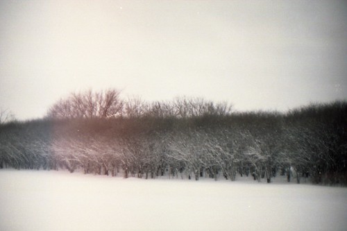 My favorite bank of trees | by tedfoo