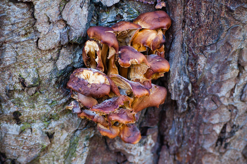 Velvet shank fungus