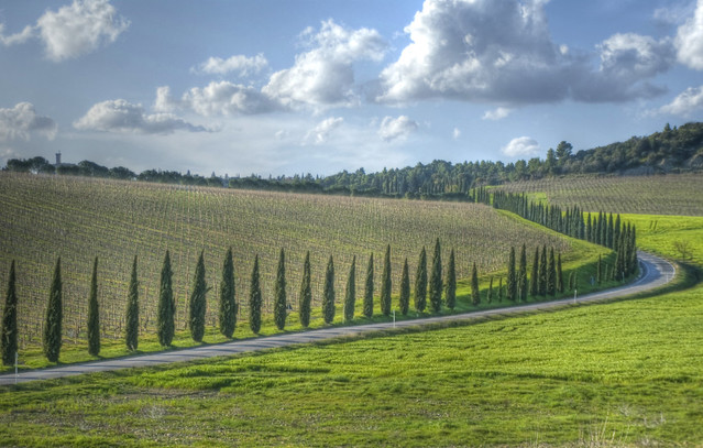 Vigne di Brunello di Montalcino - Brunello di Montalcino's vineyards (Tuscany, Italy)