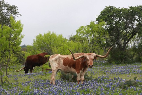 ranch geotagged cow texas cattle bluebonnet longhorn hillcountry wildflower bluebonnets stateflower texaslonghorns texashillcountry llanocounty texasstateflower lupinustexsenis texasofficialstatelargemammal officalstatelargemammal geo:lat=3071474 geo:lon=98631096