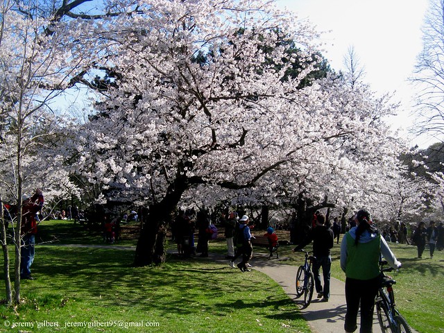 High Park cherry blossoms 2010 3