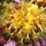 Coral ( feeding stage)