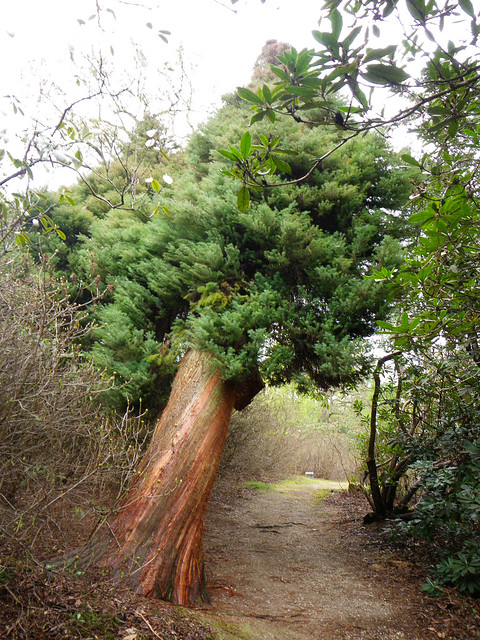 Twisted fir in Leonardslee Gardens