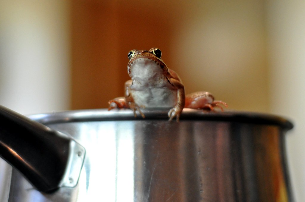 Image result for frog in the pot