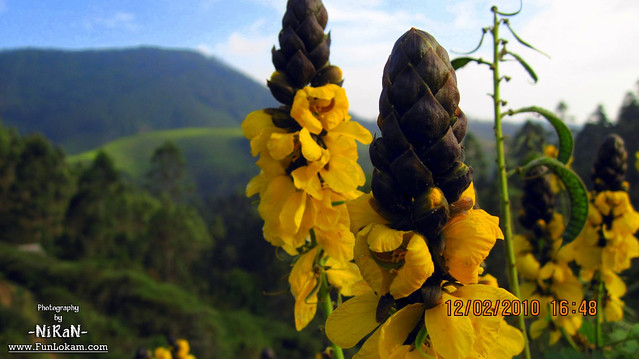 Beautiful flower from Munnar, Kerala