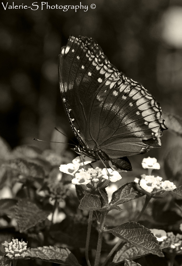 Butterfly by valerie_s