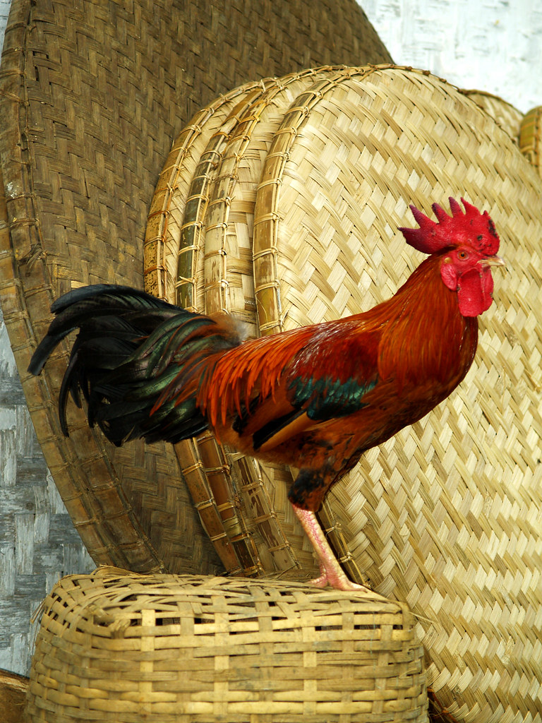 Ayam Jago | Albertus Danang | Flickr
