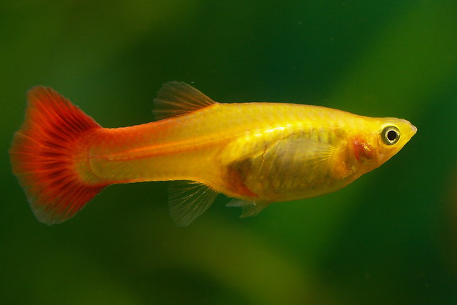 Guppy / Millionenfisch (Poecilia reticulata) ♀