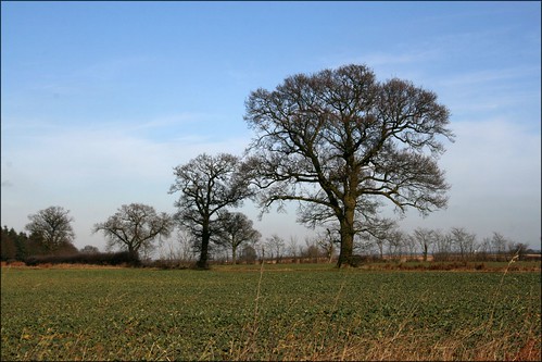 Three Trees Near Subury, Suffolk