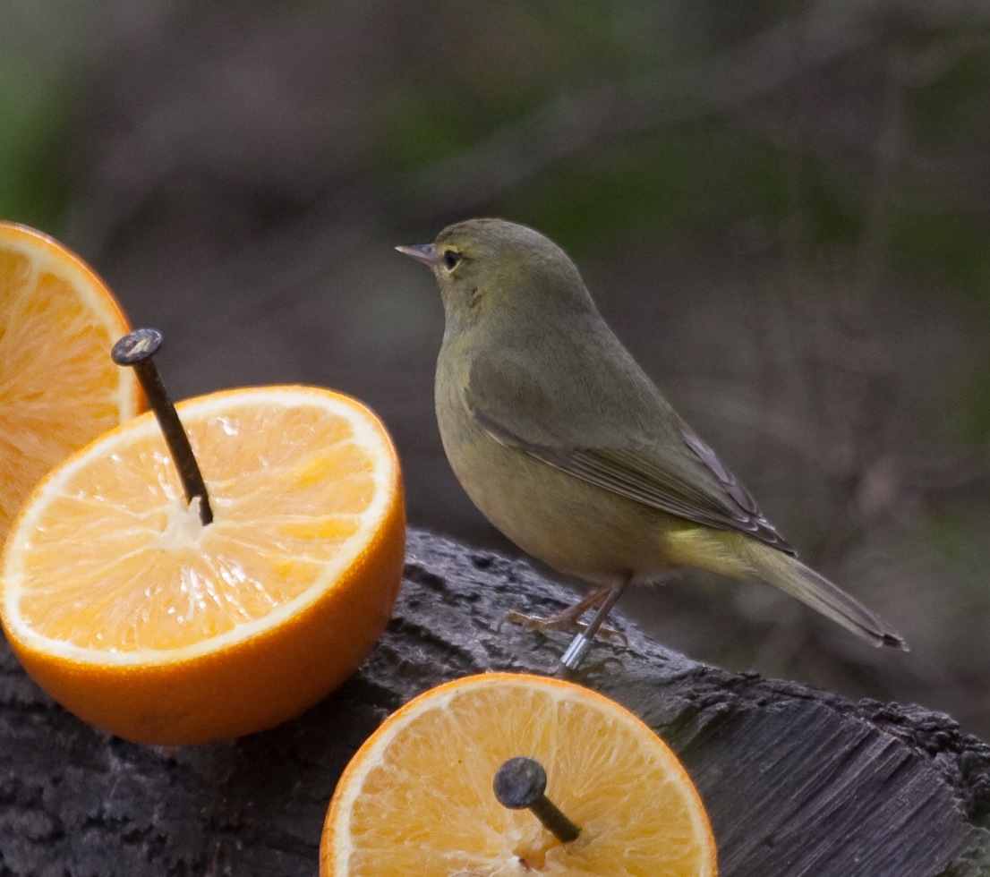 Orange-crowned