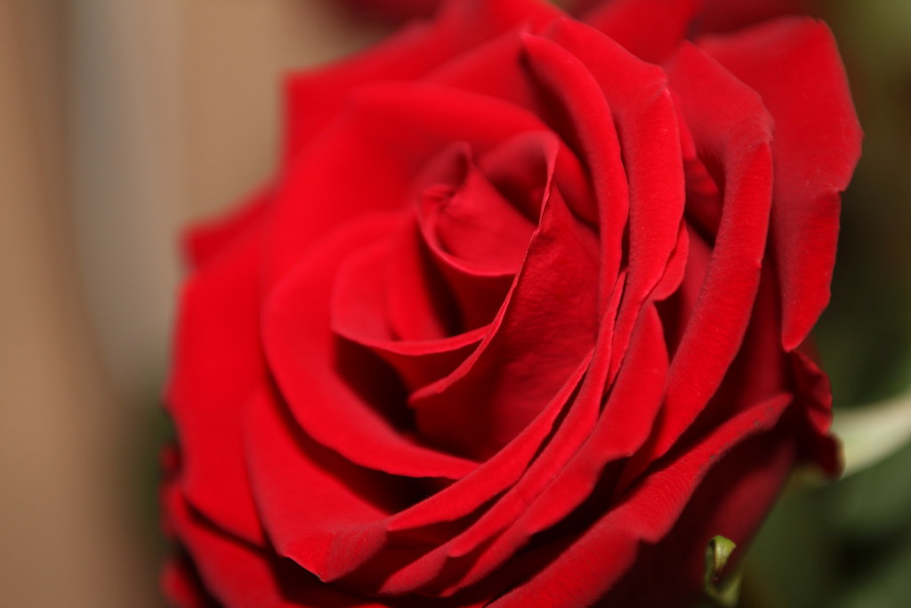 Amazing Red Rose | I had nothing to do so took my camera and… | Flickr