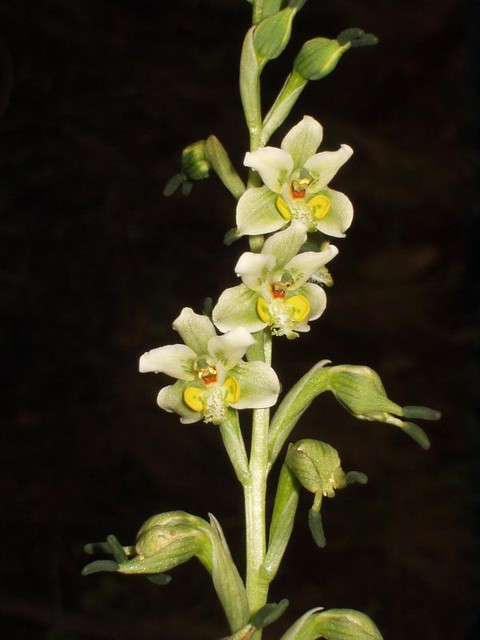 [Orchidaceae] Gavilea glandulifera